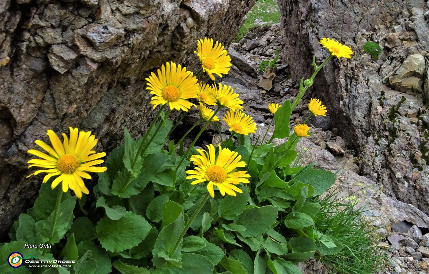 77  Estese fioriture di Doronico dei macereti (Doronicum grandiflorum).JPG